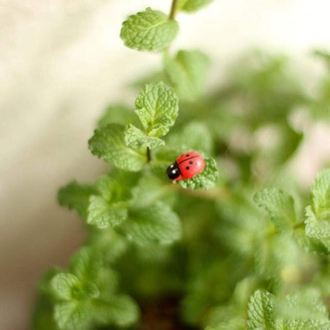 Jinshining 20Pcs Red Mini Ladybug Decor DIY Micro Landscape Decoration Garden Miniatures Ornament Accessories Micro Landscape Ornaments Scrapbooking Miniature Fairy Garden Accessories Outdoor Statues