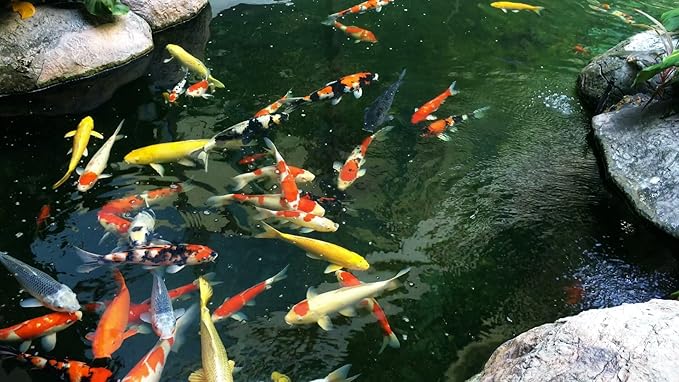 AlpineReach Koi Pond Netting Kit 40 x 40 ft Black Heavy Duty Woven Fine Mesh Net Cover for Leaves - Protects Koi Fish from Blue Heron Birds, Cats & Predators – Reusable & Stakes Included