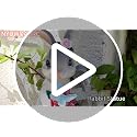 Bunny Garden Statue - Solar Light