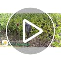 Solar Torch Lights - Flickering Flame, 6 Pack