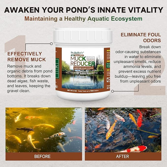 Dr.Raifya's Muck Reducer - 8 OZ - Natural Pond Sludge Solution, Effectively Removes Muck in Koi Pond, Bird Baths, Fountains & Turtle Ponds, Beneficial Bacteria Safe for Fish & Wildlife, Easy to Use