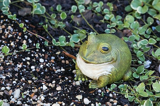 Evergreen Garden Cute Portly Frog 6" Tall Outdoor Statue and Secret Key Holder | Weatherproof and Outdoor Safe | Garden Sculpture | Porch Garage or Patio Home Decor