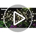 Solar Flower Lights - 2 Pack Outdoor Waterproof