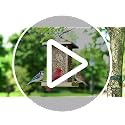Wild Bird Feeder - Lantern-Shaped Design