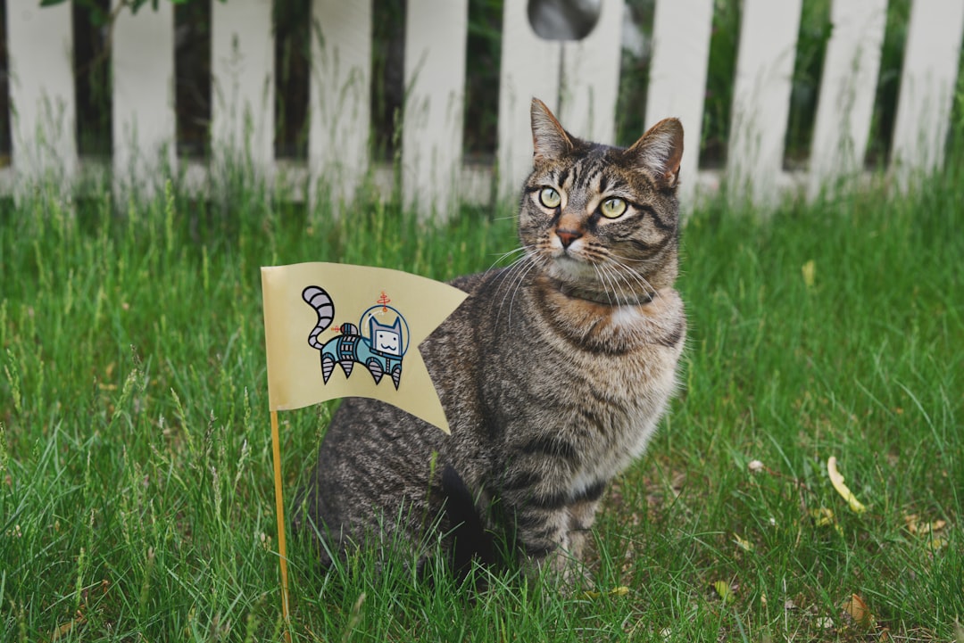 Garden Flags vs Yard Signs: Which Is Better for a Windy Front Yard?