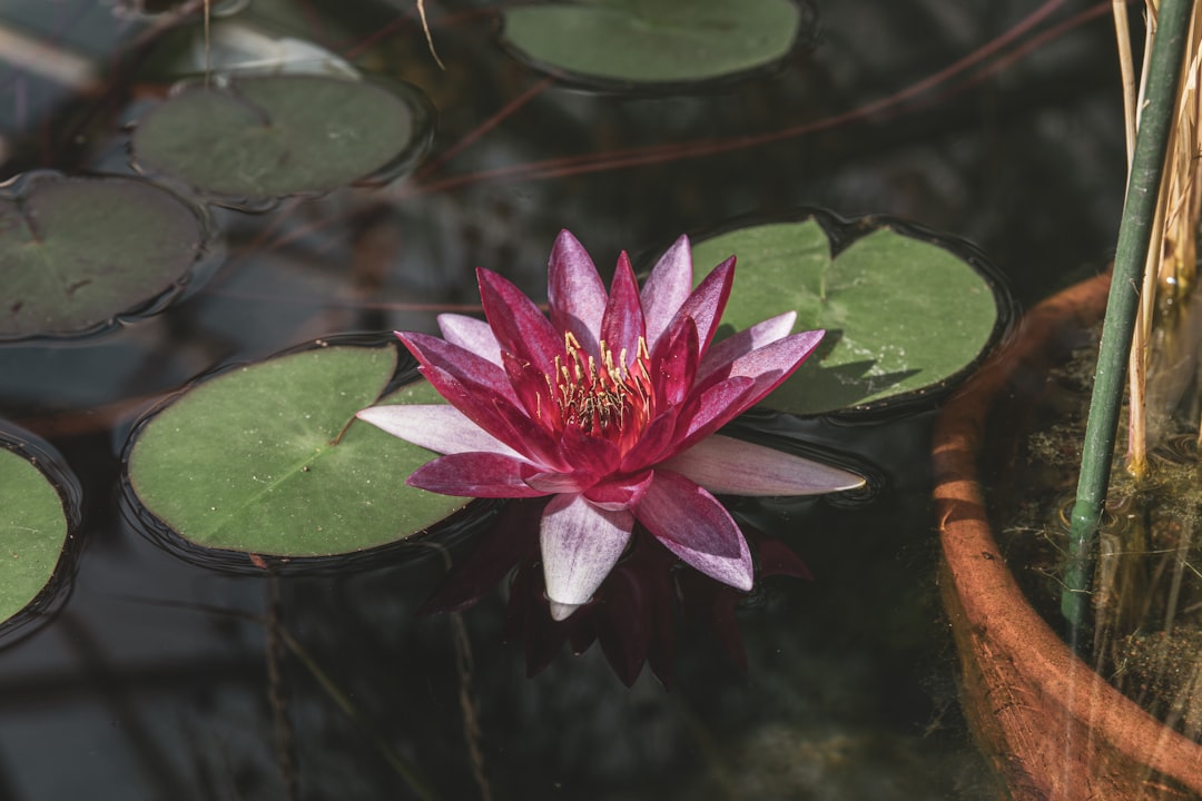 Best Pond Plants for Small Backyard Water Features: A Buyer’s Guide for Beautiful, Balanced Mini Ponds