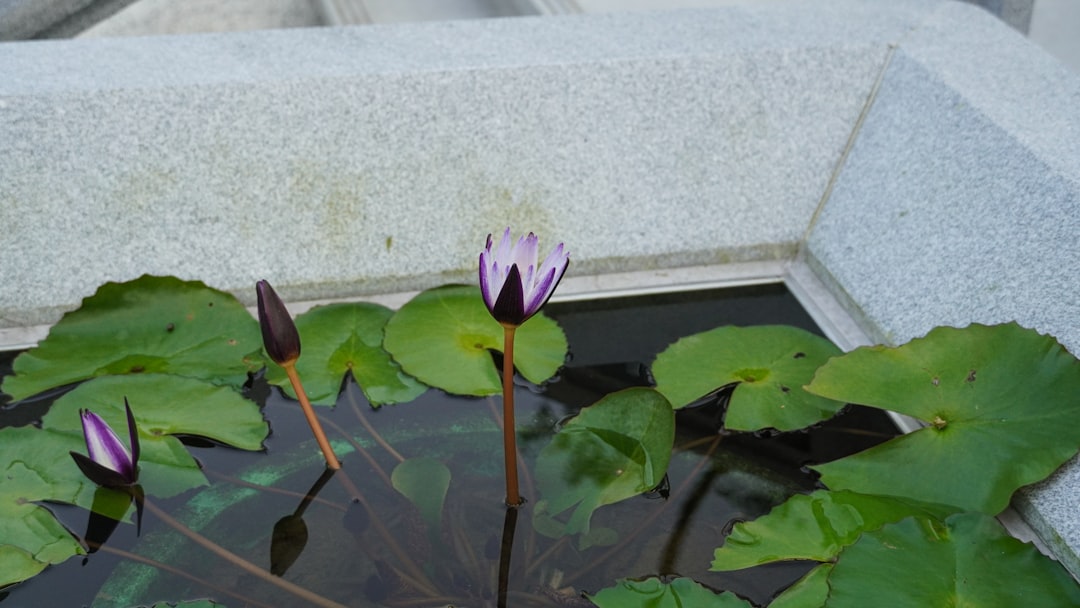 Balcony Water Bowl vs Mini Pond: Which Small Water Garden Is Easier to Maintain?