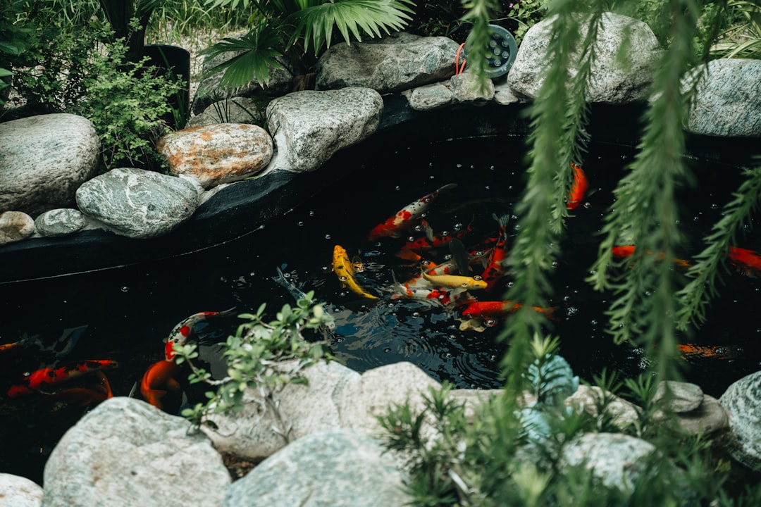 How to Stop a Cloudy Backyard Pond and Keep Small Water Gardens Clear