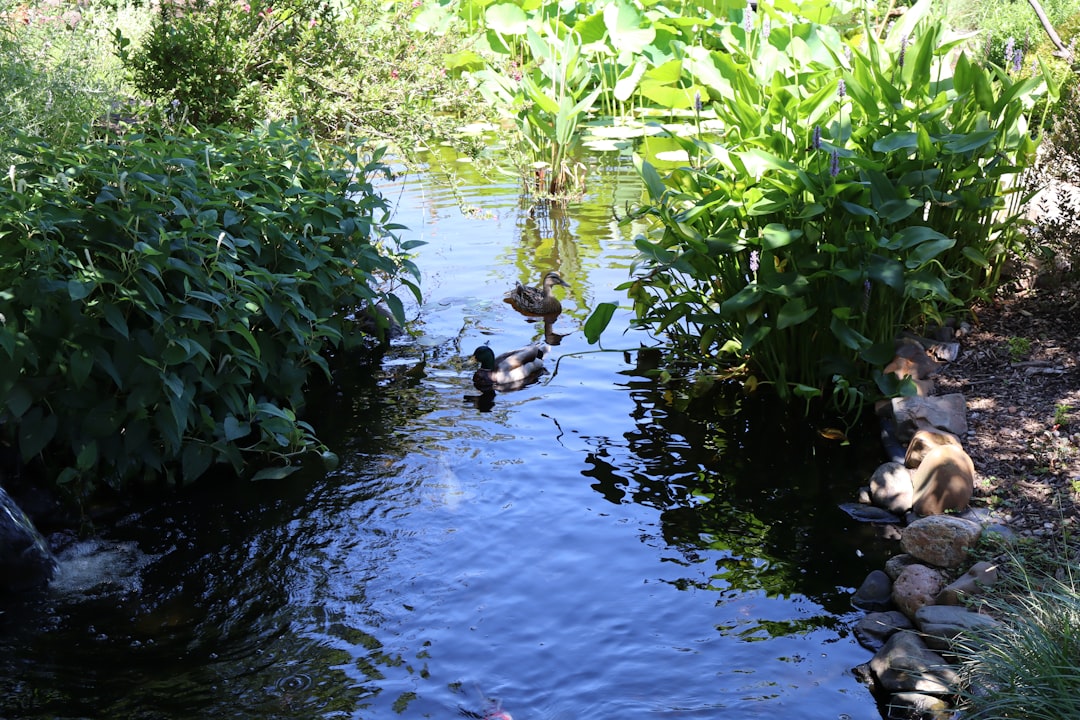 How to Fix Green Pond Water in a Small Backyard Pond Without Draining It