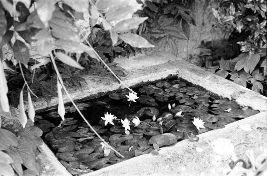 Small Garden Pond Turning Green? Simple Summer Fixes for Clearer Water