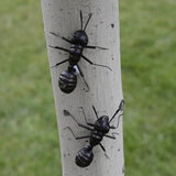 Simulated Ant Statue Set 6 Pieces Miniature Desk Ants Sculptures Indoor Outdoor Garden Decoration Lightweight 2.55X2.36X0.78 Inch