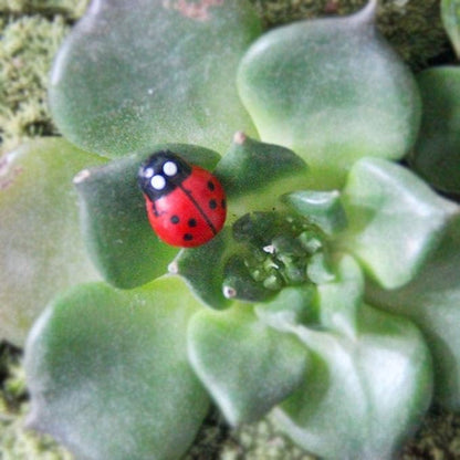 Jinshining 20Pcs Red Mini Ladybug Decor DIY Micro Landscape Decoration Garden Miniatures Ornament Accessories Micro Landscape Ornaments Scrapbooking Miniature Fairy Garden Accessories Outdoor Statues