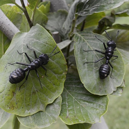 Simulated Ant Statue Set 6 Pieces Miniature Desk Ants Sculptures Indoor Outdoor Garden Decoration Lightweight 2.55X2.36X0.78 Inch