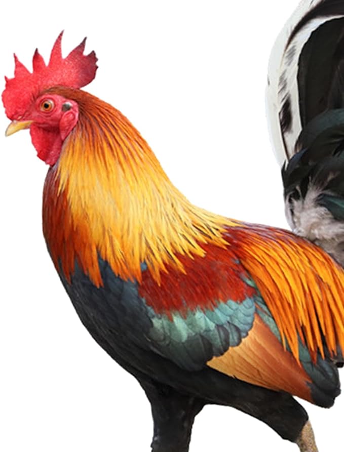 MYCENSE Rooster Statue Garden Stake Yard Art,Metal Cock Figurine Ground Insert,Animal Sculpture for Floor Patio Outdoor, 21.2x16.7x0.1cm