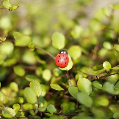 Jinshining 20Pcs Red Mini Ladybug Decor DIY Micro Landscape Decoration Garden Miniatures Ornament Accessories Micro Landscape Ornaments Scrapbooking Miniature Fairy Garden Accessories Outdoor Statues