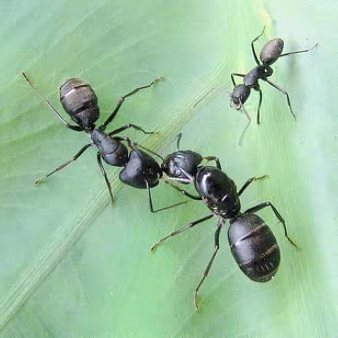 Simulated Ant Statue Set 6 Pieces Miniature Desk Ants Sculptures Indoor Outdoor Garden Decoration Lightweight 2.55X2.36X0.78 Inch