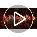 Solar Lily Lights - Multi-Color Changing, 2 Pack (Purple & Red)