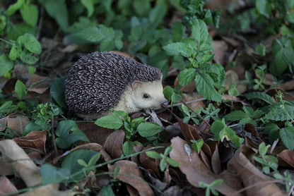 GMPUT Hi-Line Gift Ltd Sitting Hedgehog Statue