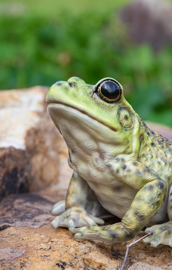 Hi-Line Gift American Bullfrog, Green