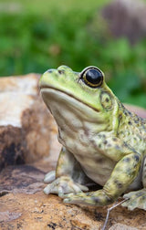 Hi-Line Gift American Bullfrog, Green