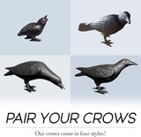 NACH Cast Iron Baby Crow Statue, Raven Garden Statues, Crow Garden Sculpture, Bird Figurines Home Decor, Crow Decor, Raven Decor, Black Bird Statue, 5.4 x 2.2 x 3.2 inches, Set of 2, JS-90-7116