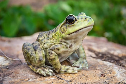 Hi-Line Gift American Bullfrog, Green