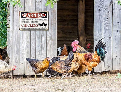 Funny Chicken Coop Sign - "Warning: Property Protected by Chickens" Decorative Metal Sign for Farm, Home, or Garden 12" * 8" (219)