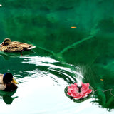 LIOOBO Solar Floating Fountain Lotus-Style Pond Fountain Outdoor Garden Water Feature Solar-Powered Floating Decor for Pool and Pond