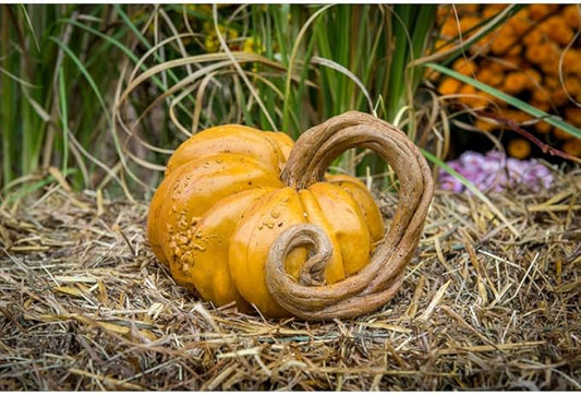 Decorative, Cast Stone Artificial Pumpkin Vine, Fall & Autumn Decor, Halloween Decoration
