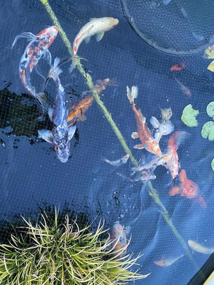 Medium Water Garden Koi Fish Pond Heron Defense Kit, Includes Heron Decoy and Pond Cover Netting, Protects Koi Fish from Blue Heron Birds, Cats & Predators – Reusable & Stakes Included