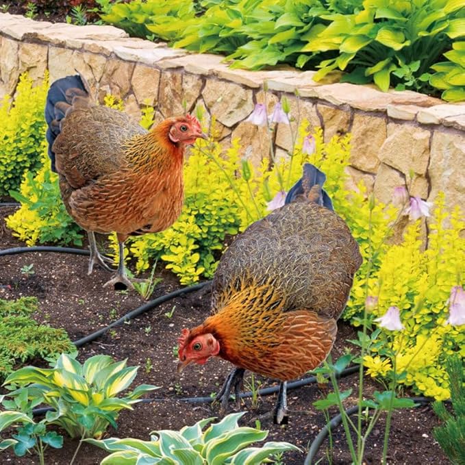 Chicken Yard Art 2-Pack Acrylic Garden Stakes Hen Decoration Card Inserts for Outdoor Patio Lawn and Garden Decor