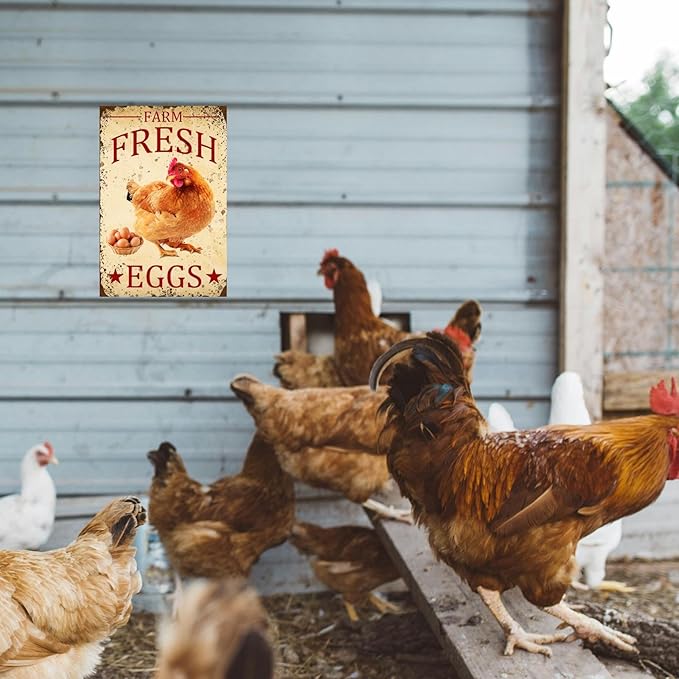 Chicken-Sign Metal-Sign Wall-Art Décor-Yard, Farm Fresh Eggs, Farm Plaque Garden Sign Outdoor Coop Décor for Home Fence 8 X 12 Inches