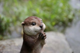 Otter Praying Statue