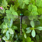 2026 New 40 Pcs Dragon Fly Clips for Bugs Repellent, 3D Artificial Dragonfly Hat Clip, Dragonfly Garden Decor (30PCS)