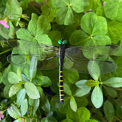 2026 New 40 Pcs Dragon Fly Clips for Bugs Repellent, 3D Artificial Dragonfly Hat Clip, Dragonfly Garden Decor (30PCS)