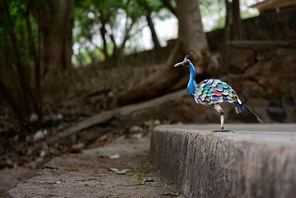 De Kulture Handcrafted Recycled Iron Vintage Peacock Figurine Decorative Collectible Figurine showpiece Beautify Home Office Holiday décor| Ideal for Garden Decoration, 41x13x36 (LWH) inches
