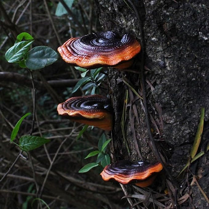 5 Pcs Garden Mushroom Statue Tree Hugger, Resin Realistic Glossy Ganoderma Figurines Tree Sculpture Whimsical Fairy Garden Decor, Outdoor Patio Yard Lawn Ornaments