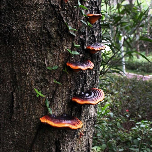 5 Pcs Garden Mushroom Statue Tree Hugger, Resin Realistic Glossy Ganoderma Figurines Tree Sculpture Whimsical Fairy Garden Decor, Outdoor Patio Yard Lawn Ornaments