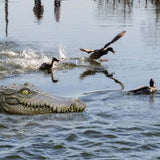 Floating Alligator Head, Pool Accessories,13.8 Inches Float Alligator Decoy for Pond, Fake Crocodile Head for Goose, Heron, Duck Deterrent Control, Garden Decor and Yard Decorations Accessories
