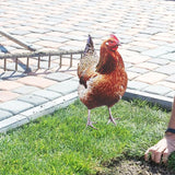Happyyami 2Pcs Acrylic Chicken Yard Art - Decorative Hen Lawn Stakes for Garden Decoration, Outdoor Decor for Patio and Yard, Acrylic Flat Surface