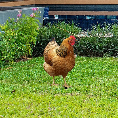 Hen Statue Garden Stake Animal Sculpture Lifelike Lawn Sign Metal Realistic Yard Art Chicken Figurine Ground Insert for Floor, 31.5x17.4x0.1cm