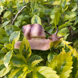 Snail Figurine Toy Mini Animal Figures for Fairy Garden, Mushrooms, Micro Landscape Decor (Light Color)