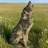 Large Howling Wolf Resin Statue - 17.9" L x 29.7" H Realistic Alpha Wolf Sculpture, Weatherproof Outdoor Garden Decor for Patio, Lawn & Yard, Wildlife Art Gift for Nature Lovers