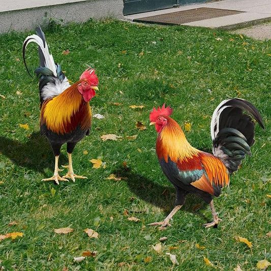 2 Pack Metal Rooster Yard Decor, Realistic Garden Stakes Chicken Yard Art Rooster Signs for Outside, Roosters Decorations for Garden Backyard Patio Lawn