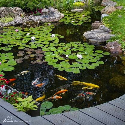 Aquascape 96015 Pond Starter Bacteria Water Treatment for Pond and Water Features, 32-Ounce