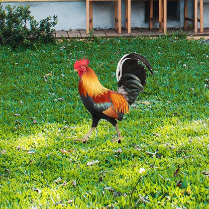 MYCENSE Rooster Statue Garden Stake Yard Art,Metal Cock Figurine Ground Insert,Animal Sculpture for Floor Patio Outdoor, 21.2x16.7x0.1cm