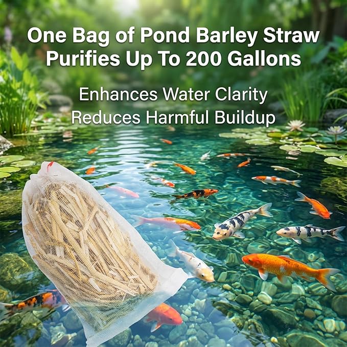 MAQIHAN Barley Straw for Ponds – Pond Media for Outdoor Fish Pond & Koi Pond, Natural Pond Filtration Accessory, Supports Water Balance for Garden Ponds & Water Features, 10 Mesh Filter Bags Included