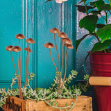 Mushroom Garden Plant Stakes – 2pcs Metal Statue Decor, Rust-Proof Iron Ground Ornament, Decorative Art Accessories for Outdoor Patio Lawn Yard, Flower Pot, Potted Plants, Indoor Gardeners Gift Lovers