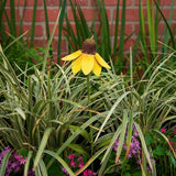 The Round Top Collection - Wildflower Mexican Hat Sm Metal