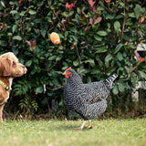 HANABASS 3pcs Acrylic Hen Chick Yard Arts Decorative Chicken Realistic Shaped Yard Lawn Stakes Garden Decorative Stakes